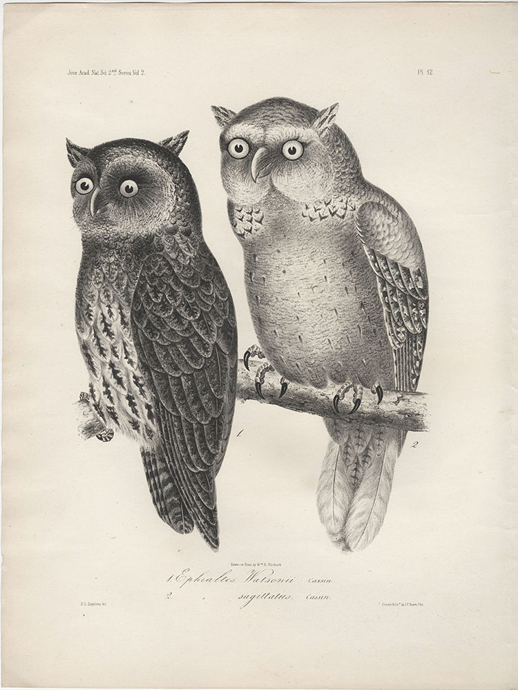 1. Ephialtes Watsonii, 2. (Ephialtes) sagittatus and Antrostomus Serico-caudatus