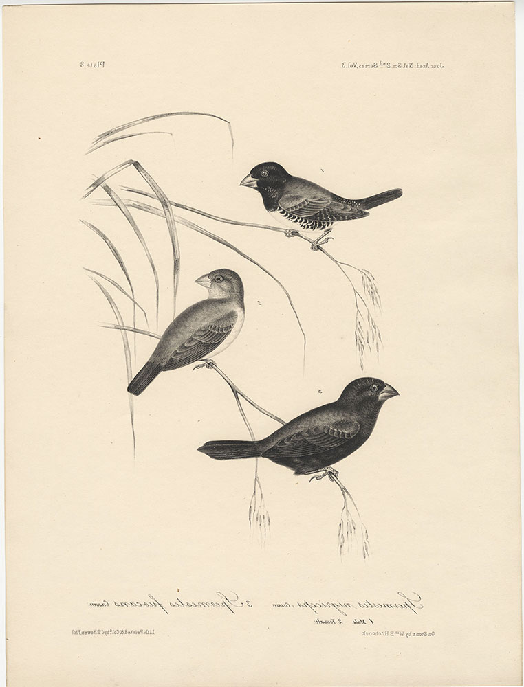 Spermestes Nigriceps (male and female) and Spermestes Fuscans