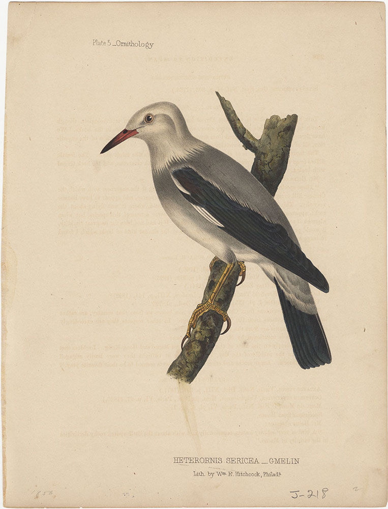 Heterornis Sericea (Gmelin)