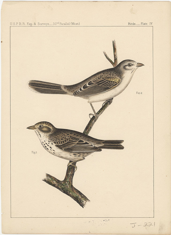 Birds, Plate IV