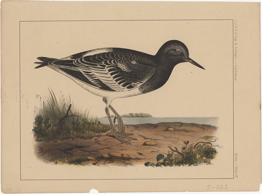 Birds, Plate VII