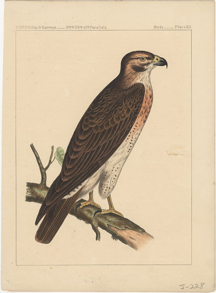 Birds, Plate XII