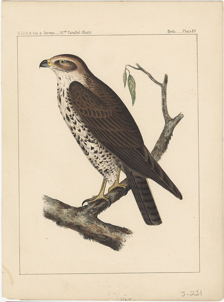 Birds, Plate XV