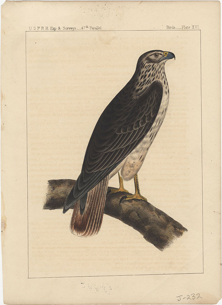 Birds, Plate XVI