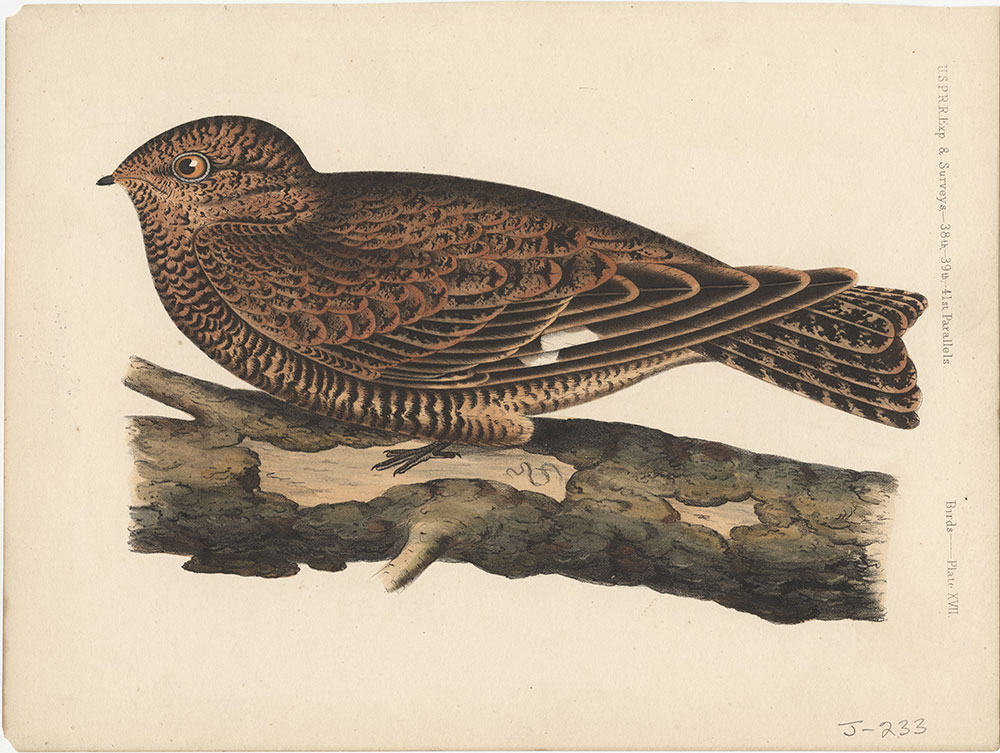 Birds, Plate XVII