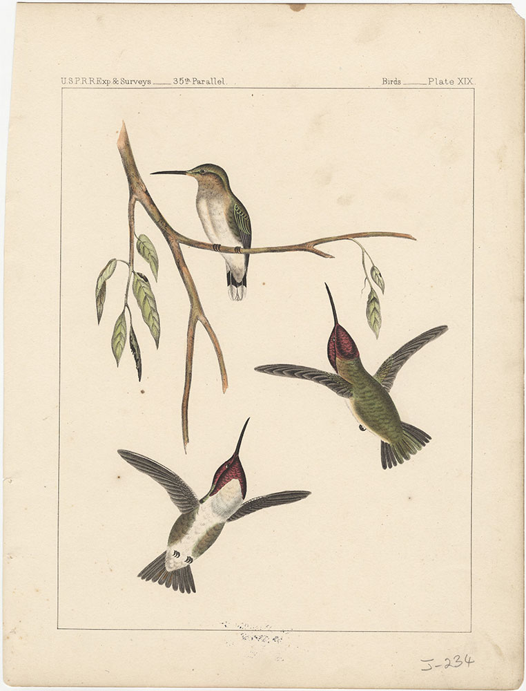 Birds, Plate XIX