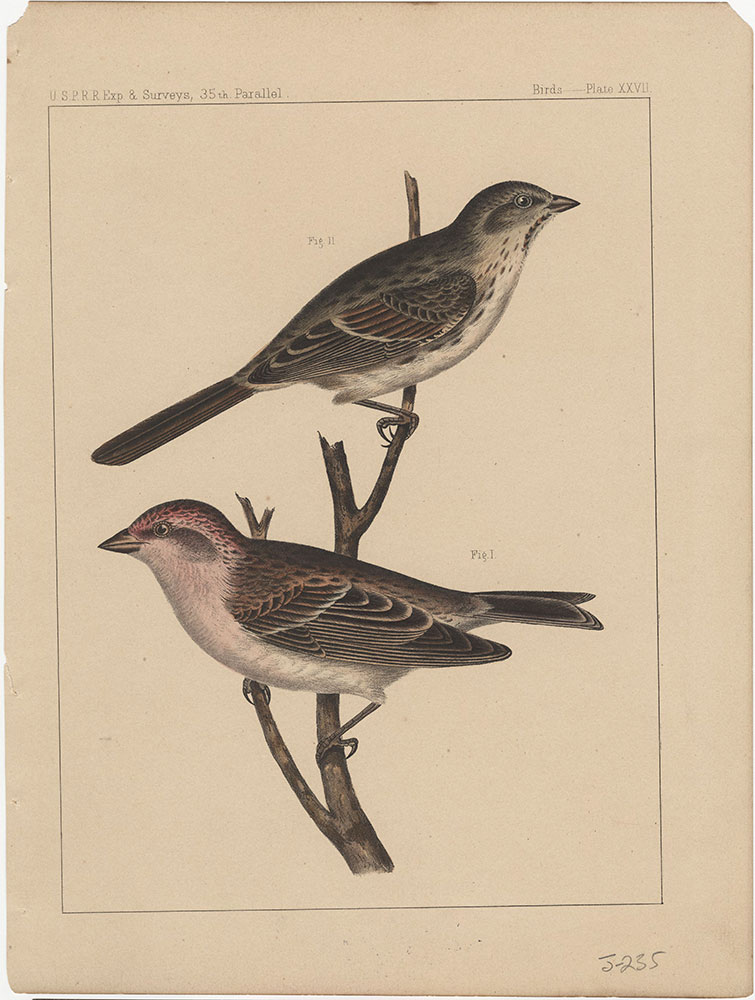 Birds, Plate XXVII