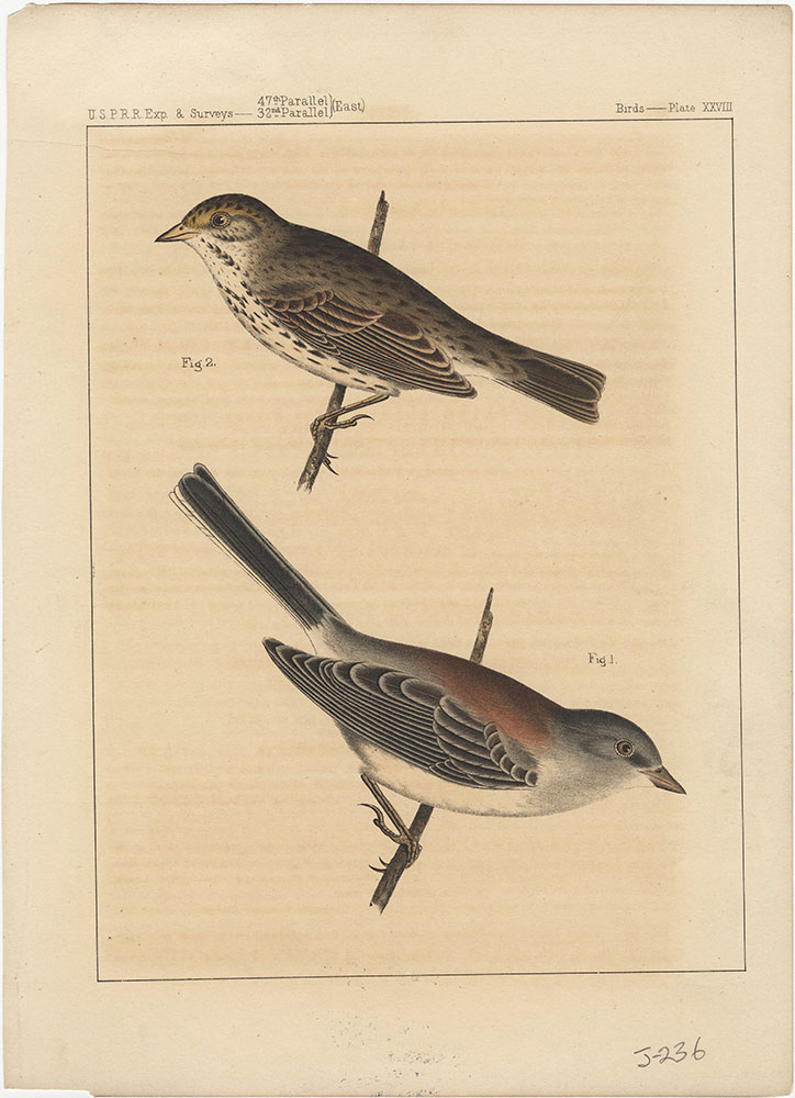 Birds, Plate XXVIII