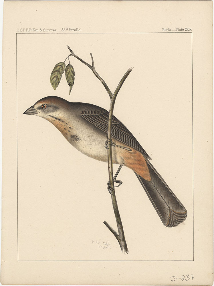 Birds, Plate XXIX