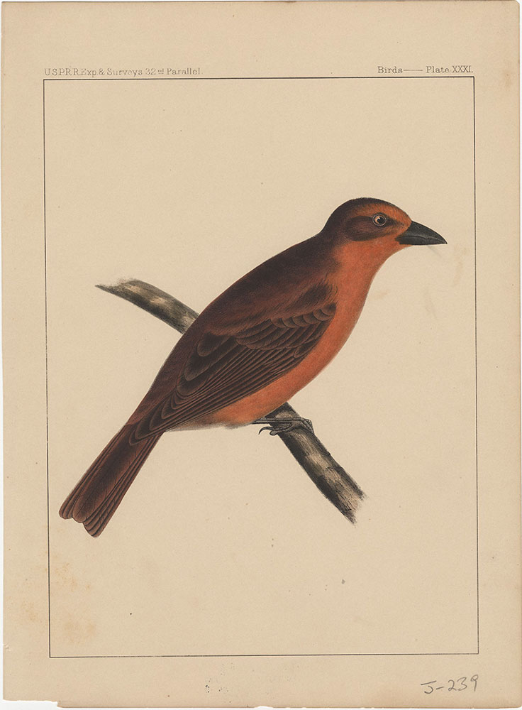 Birds, Plate XXXI