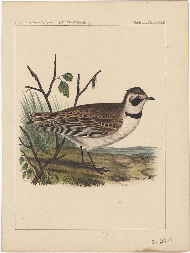 Birds, Plate XXXII