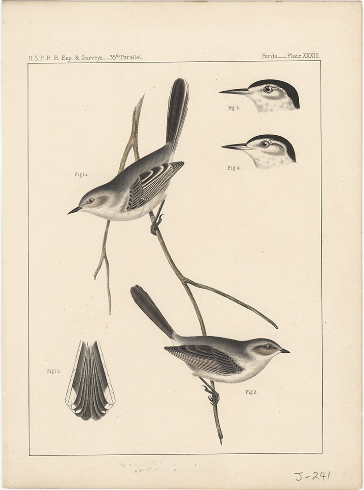 Birds, Plate XXXIII