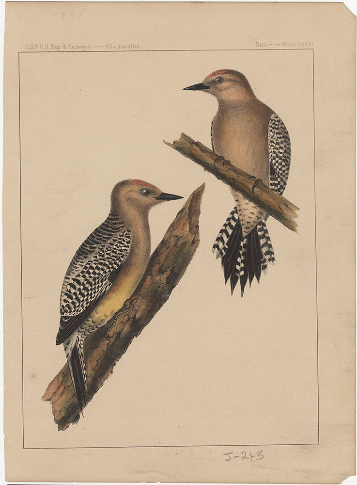 Birds, Plate XXXVI