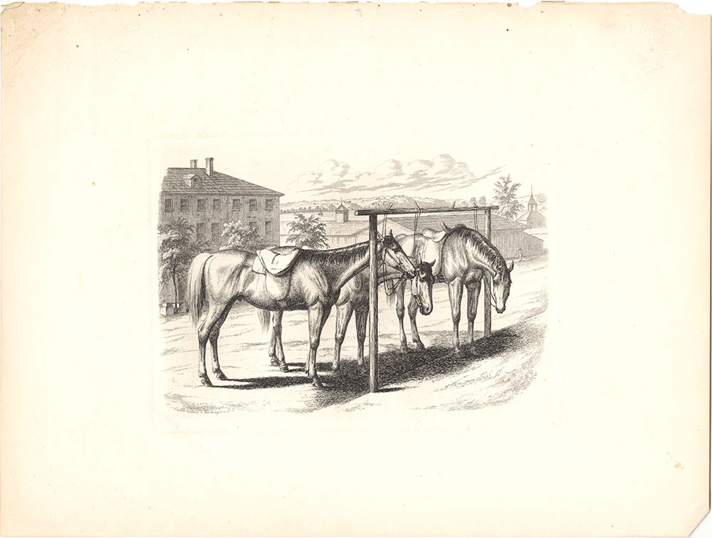 {Three horses tied up to a post, Washington, D.C.}