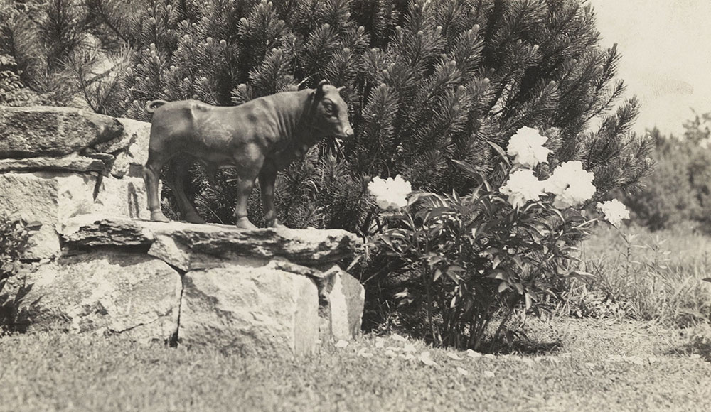 Photograph of a Ferdinand the Bull statue in Robert and Marie Lawson's garden